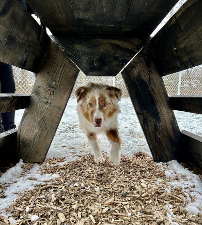 4 ½ à Louer, Animaux Acceptés!