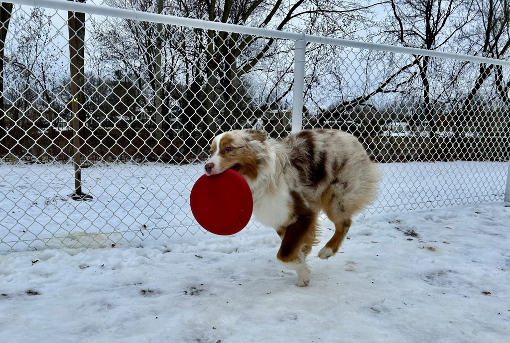 4 ½ à Louer, Animaux Acceptés!