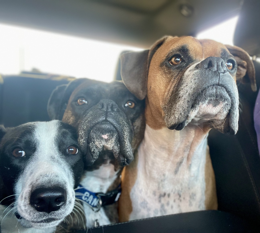 4 ½ à Louer, Animaux Acceptés!