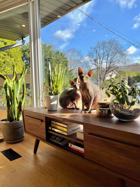 4 ½ à Louer, Animaux Acceptés!