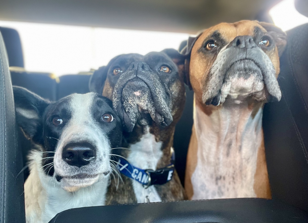 3 ½ à Louer, Animaux Acceptés!