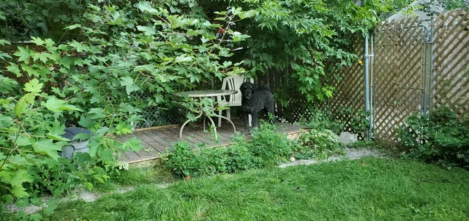1 room room of 28 m² in Montreal