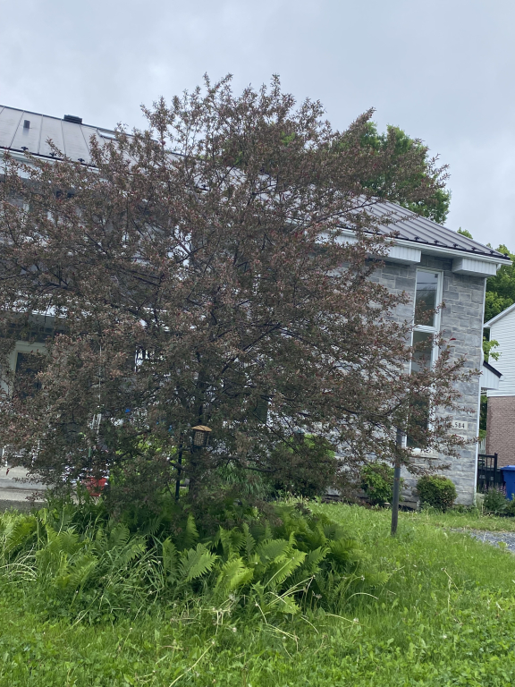 Logement 7 1/2 à Louer: Triplex