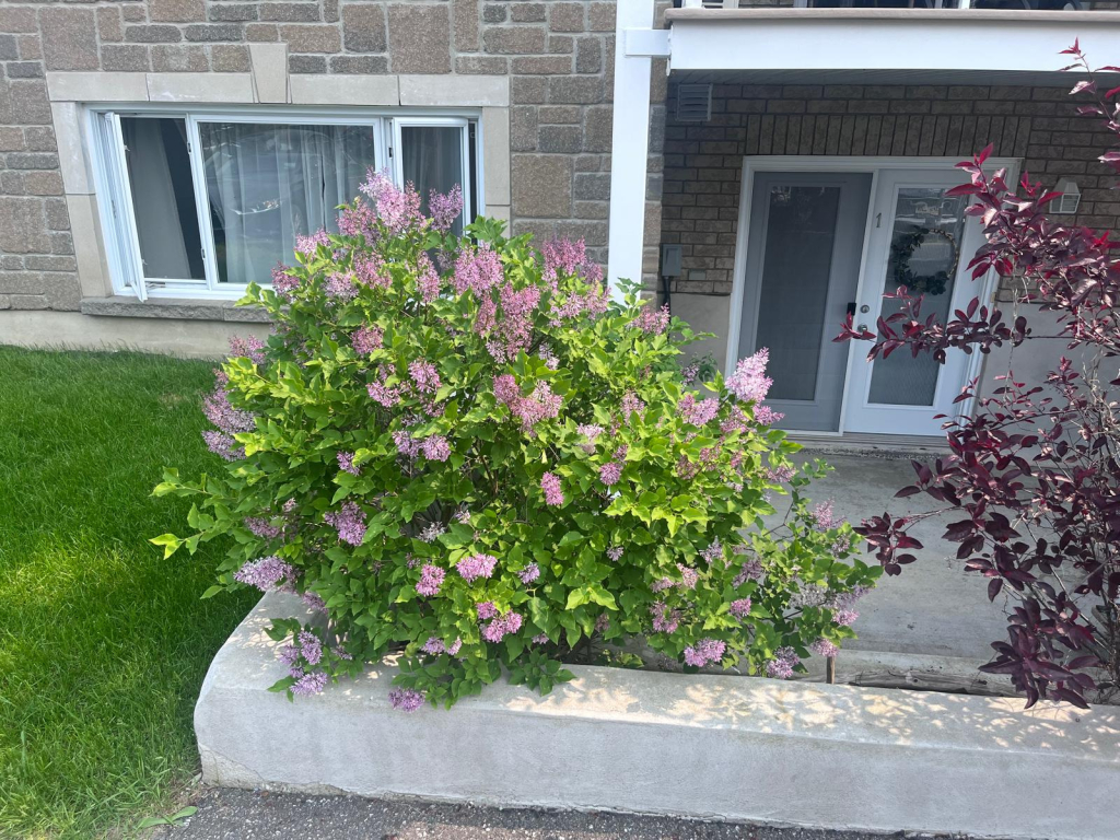 Condo 1cc A Louer/for Rent -Plateau-Hull