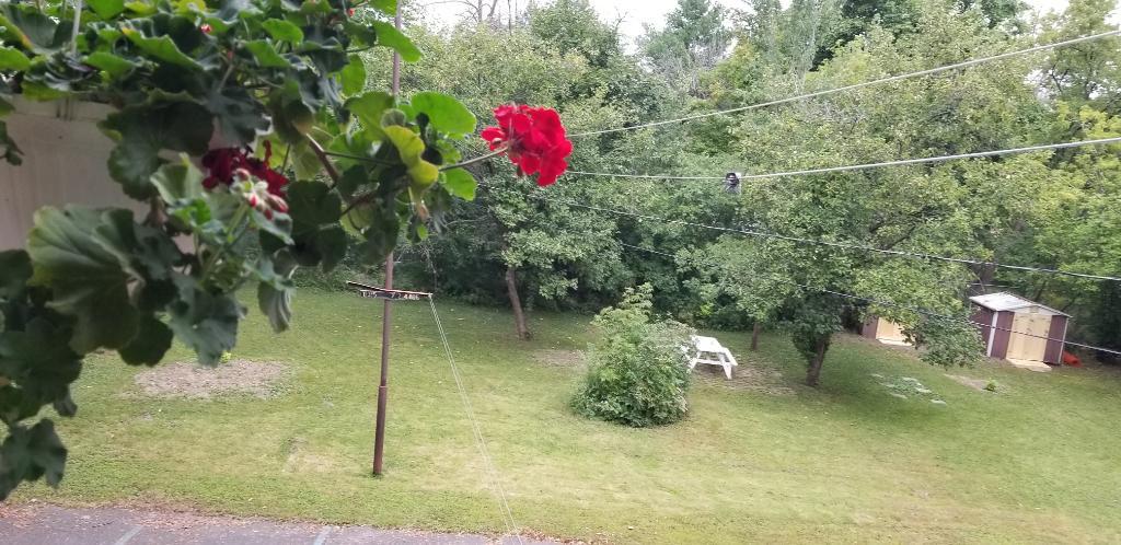 Perle Rare à Saint Lambert - Grand 3 1/2 Renové, entouré d'arbres et près du Village