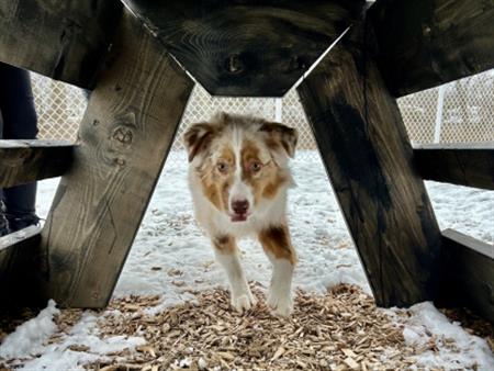 4 ½ à Louer, Animaux Acceptés!