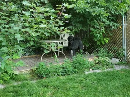 1 room room of 28 m² in Montreal