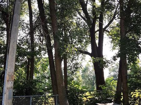 3 1/2 tranquil et spacieux à Saint Lambert